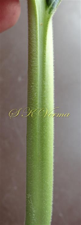  Petiole